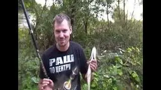 щука в сентябре на живца