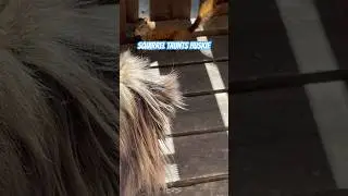 #squirrel #huskies #squirrelvideo #huskydoglovers #huskypuppy #cuteanimals #brave #husky