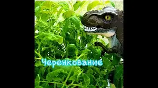 Черенкование томатов. Быстрый способ размножения помидор.