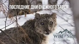 Последние дни Снежного Барса