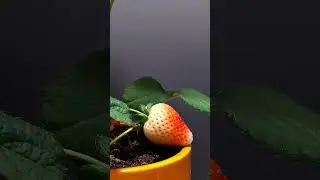 Strawberry ripening