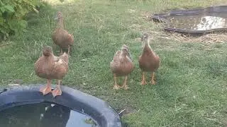 Do these talkative 40-day-old ducklings like tomatoes?