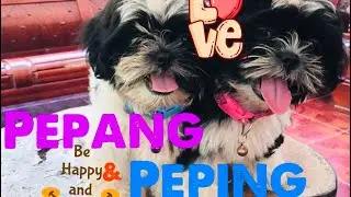 CUTE SHIH TZU DOG|PEPANG & PEPING
