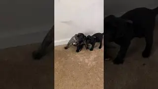 Relaxing ASMR Puppy Video. Chill for a Full Minute with Newborns
