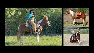 Tennessee Walking Horse Gaited Trail Mare For Sale