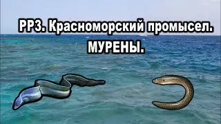 РР3. Красноморский промысел. Мини-квест "Мурены".