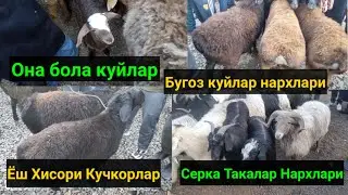 Сурхондарё Узун КУЙ бозори нархлари. 30.01.2022й