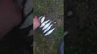 Первый раз я поймал голавля на реке М. Кокшага. 