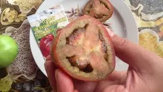 Tomato 