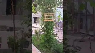 Саба чир чир