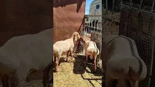 Баранчики АРАШАНЫ (на продажу) тел. 89064759218