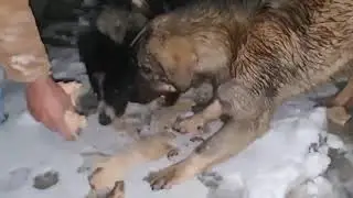 Due to the snowfall, the dogs are so hungry that they are eagerly eating dry bread like meat. #dog