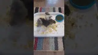 Цыплятки 🐣🐤🐥
