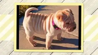 SharPei Dog breed