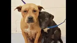 The unfortunate pit bulls huddled together fearfully in the shelter, waiting to be euthanized!