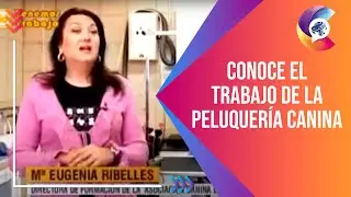 Conoce el TRABAJO de la PELUQUERÍA CANINA