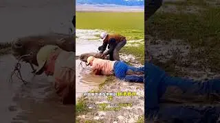 Лошадь застряла в огромной яме и хозяину пришлось спасать ее со