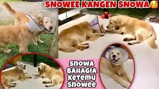 SNOWEE & SNOWA KEMBALI BERTEMU DAN BERMAIN 🥰