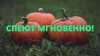 Как ускорить созревание тыквы?