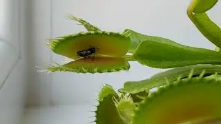 How often to feed Venus flytrap? Dionaea #carnivorousplants #venusflytrap #insect #plant