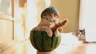 Смешные животные.Тест на психику,попробуй не засмеяться/funny animals