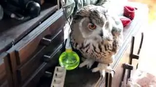 Филин Кузя и радиоактивные отходы С:
