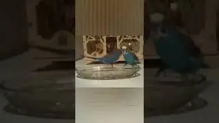 Попуги