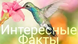 Интересные факты. (Тест).