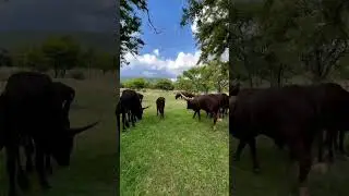 ankole Cattle