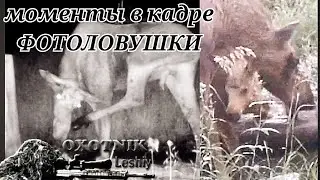 ЛОСИ. Бык и корова с телятами. Эпизод из жизни на одном солонце.
