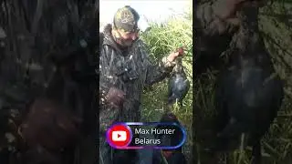 Пара классных налётов. Охота на утку. #Shorts