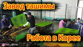 Работа в Корее × Завод по сушке ташимы.