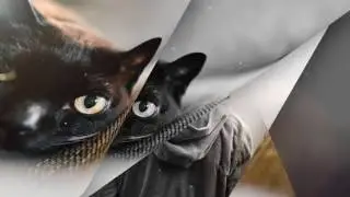 İstediğiniz türlerde intro yapımları - Videolu veya Fotoğraflı intro tasarlama