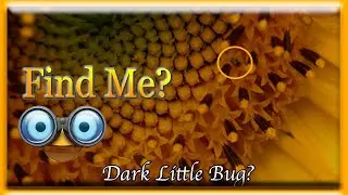 Can You See the Hidden Insect/Animals? Episode 1