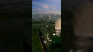 Неспокойная кефаль.
