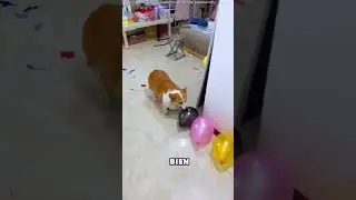Faites éclater tous les ballons et gagnez du chocolat 🎈
