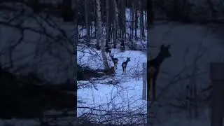 roe deer