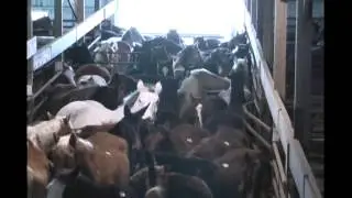 The Kalona Horse Auction in Iowa