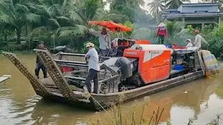 QUAY CẢNH MÁY CẮT LÚA KUBOTA DC 93 LÊN PHÀ CẮT LÚA SẬP Vuông tôm