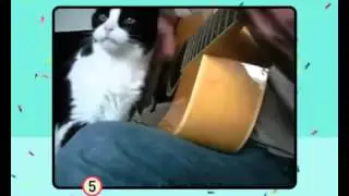 «Кот парад»