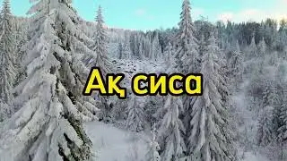 Ақ сиса минусы
