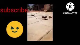 Funny animals 😂😂