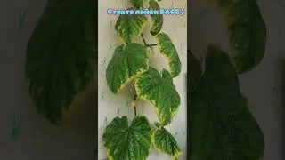 ЭТО НЕ ОГУРЕЦ. Это Вася, он опять заболел(