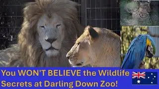 MIND-BLOWING Wildlife Encounters at Darling Down Zoo!