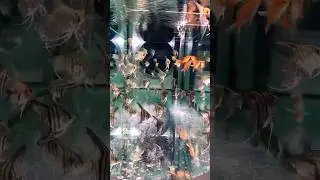 Dubai Aquarium