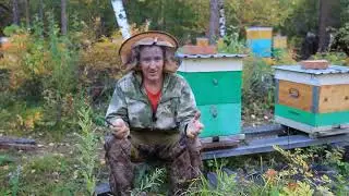 Матка погибла в изоляторе летом