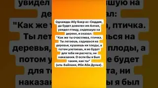 Абу Бакр ас-Сыддык да будет доволен им Аллах , посмотрев на птиц сказал :