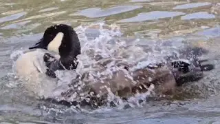 1 Hour ASMR Loop Of Relaxing Water Splashes As Canadian Geese Enjoy Time On A Serene Pond!