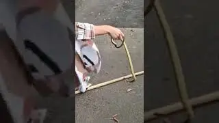 В Одеській області на дереві знайшли червонокнижку змію