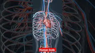 human body for male #3dmodel #shorts #humanbody